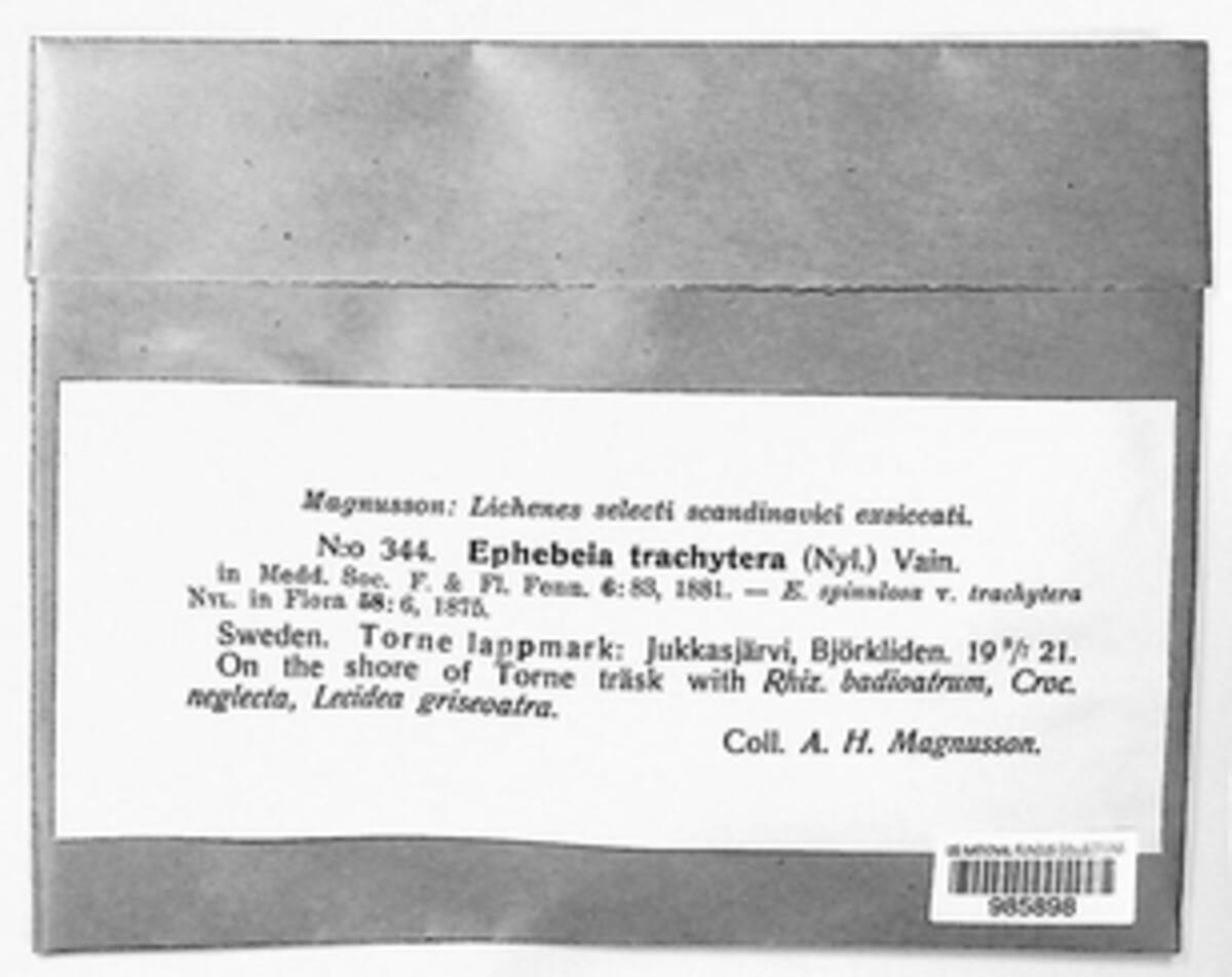 Ephebe trachytera image